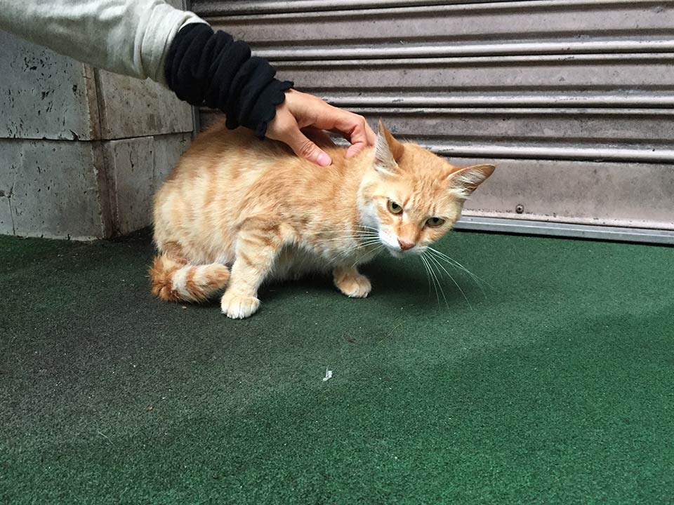 土産物屋の前にいたニャンコ