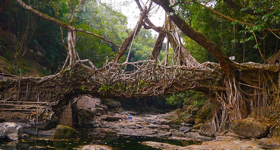 インドの生きてる橋