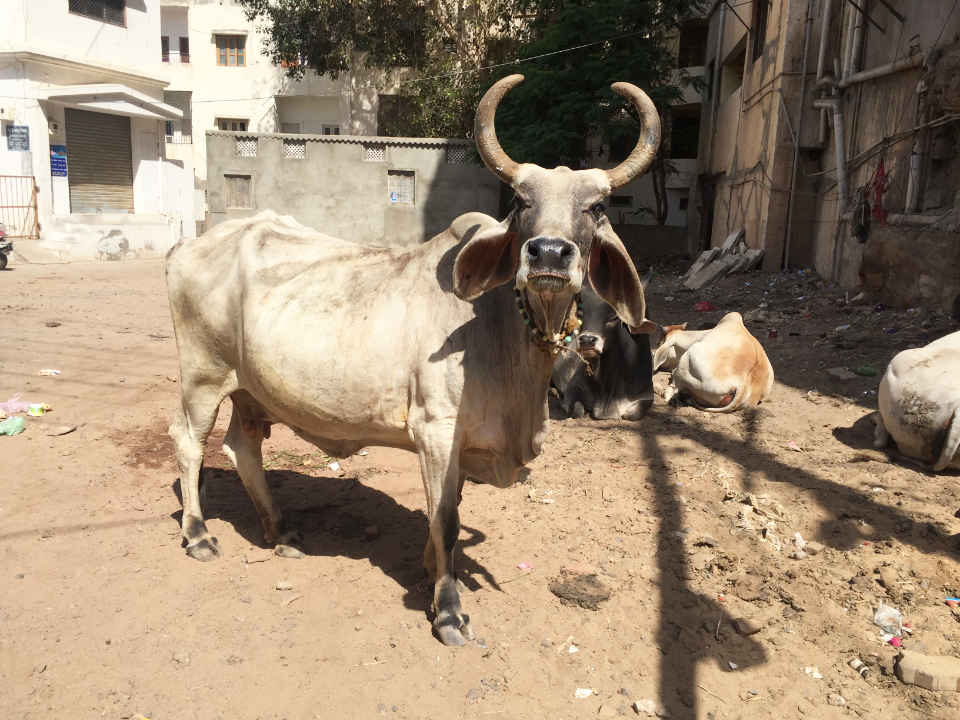 街角の牛
